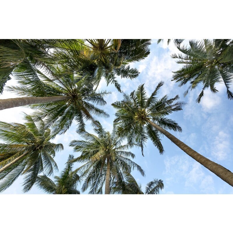 DOTLUX Motivplatte SKYLIGHT für Einbaupanels Motiv 4 Raster 1x1 für 620x620 - Dotlux - M04 - 01010620